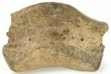 Triceratops Phalanx Bone with Metal Stand - Wyoming #227728-2